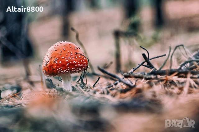 AF Tamron 90mm f/2.8D SP Macro обектив Никон, снимка 11 - Обективи и филтри - 53014072