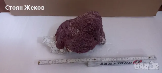 продавам червен корал