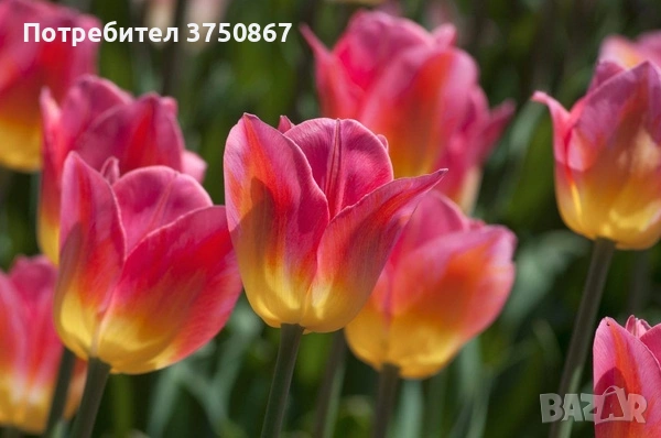 🌷 Лале в саксия (Tulipa), снимка 6 - Градински цветя и растения - 53449560