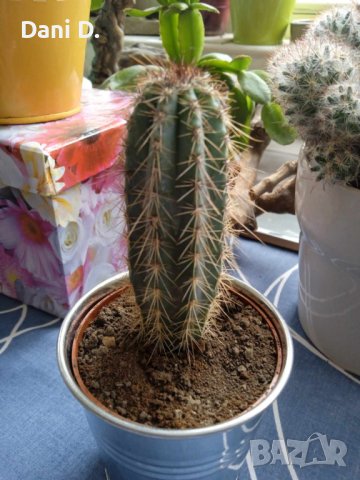 екзотичен кактус от Гърция, снимка 2 - Градински цветя и растения - 43512943