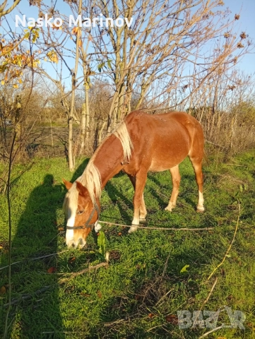 Кобила с ж.конче, снимка 2 - Коне - 52631182