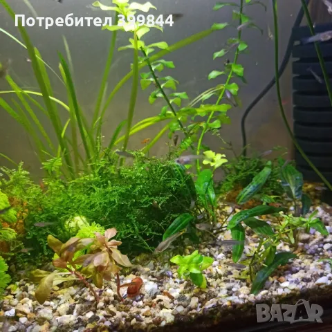 Продавам рибки Гупи, снимка 5 - Рибки - 48884894