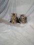 Две котенца ТАБИ , снимка 4