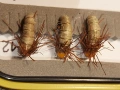 Някои мухи за fly fishing, снимка 10