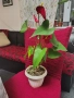 Антуриум цветето на любовта , снимка 1