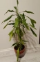 Драцена с 10 стебла, снимка 11