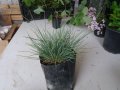 Фестука, синя трева / Festuca glauca, снимка 8