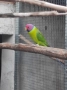 Продавам папагали, може и бартер, снимка 6