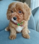 Cavapoo/Mini poodle , снимка 6