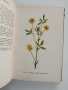 Албум с илюстрации на медоносни растения, снимка 2