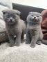 Шотландски клепоухи бебета , снимка 7