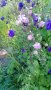 Камбанки, снимка 1 - Градински цветя и растения - 28219755