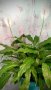 Спатифилум стайно растение, снимка 1 - Стайни растения - 36625508