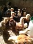 Пилета, еднодневни Бройлери и пъдпъдъци, снимка 3