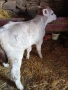 На трето теле с 14-15л мляко, снимка 5