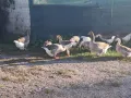Продавам гъски и патици, снимка 3