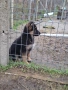 развъдник за немски овчарки , снимка 3