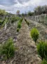 Вечнозелена Бързоразстяща Източна Туя / Thuja orientalis /, снимка 5