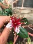 Ананасова Гуава, Фейхоа, Feijoa (Acca) sellowiana, растения и семена, снимка 6