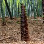 Семена от гигантски бамбук Moso Bambo градински горски декоративни растения декорация за градината д, снимка 16