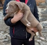 Американско були хл American bully XL, снимка 7