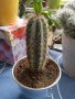 екзотичен кактус от Гърция, снимка 2