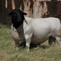 Продавам или заменям за гъски,овце,кози,свине,крави,пуйки, снимка 6 - Патици и гъски - 43446497