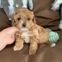 Пудел Той Poodle toy / Малтипу Маltipoo, снимка 7 - Пудели - 43033631