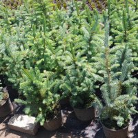 Сребрист смърч (Picea pungens), снимка 8 - Градински цветя и растения - 29531057