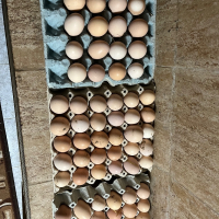 Яйца от СВОБОДНИ кокошки , снимка 2 - Домашни продукти - 44900344