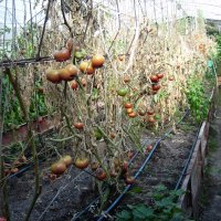 Разсад и семена от домат-Малинов винконте, снимка 4 - Сортови семена и луковици - 17473071