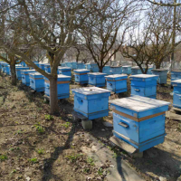Продавам пчелни семейства в Дадан-Блатови кошери , снимка 2 - Други животни - 44880343