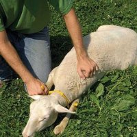 Скоби за обездвижване на овце и кози - GAMBREL, снимка 2 - Овце - 43709682