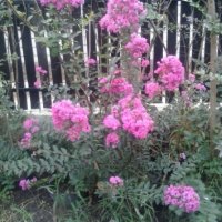 Продавам ИНДИЙСКИ ЛЮЛЯК (Lagerstroemia indica) от 80 см до 4м. подготвени в  контейнер(саксия) в Градински цветя и растения в гр. Варна - ID32610145 —  Bazar.bg