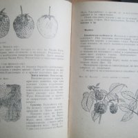 Книга Практическо овощарство, снимка 2 - Специализирана литература - 43844673