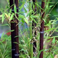 100 бр бамбукови семена от черен бамбук Black Bamboo растение декорация за двора и градината, снимка 13 - Стайни растения - 28091310