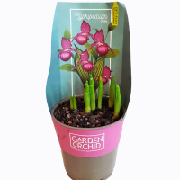 Градинска Орхидея Cypripedium Kentucky Pink (5-6 Грудки), снимка 1 - Градински цветя и растения - 44892985