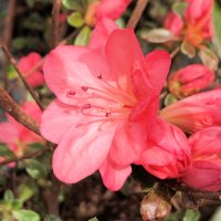 Azalea blaauw's pink (Азалия), снимка 2 - Градински цветя и растения - 43569524