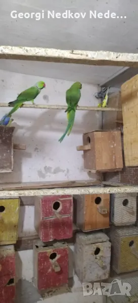 Продавам двойка александри, снимка 1