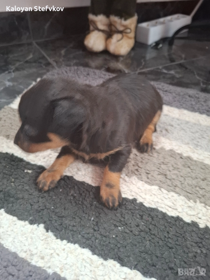 мини пинчер , снимка 1