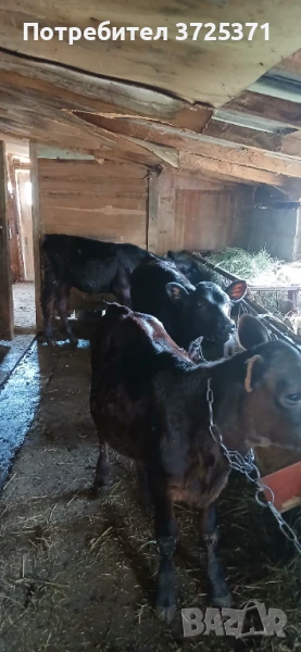 Продавам 5 бр телета , снимка 1