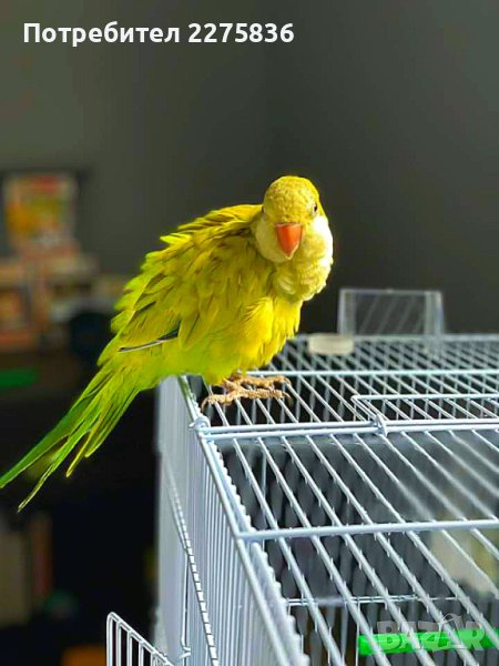 Монашески Папагалчета (монах), снимка 1