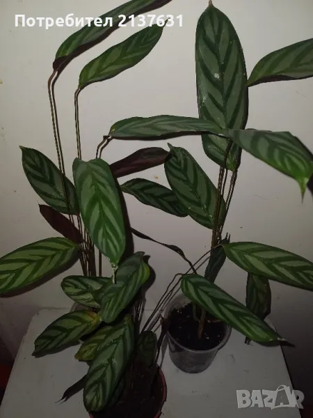 КАЛАТЕЯ стайно растение , снимка 1