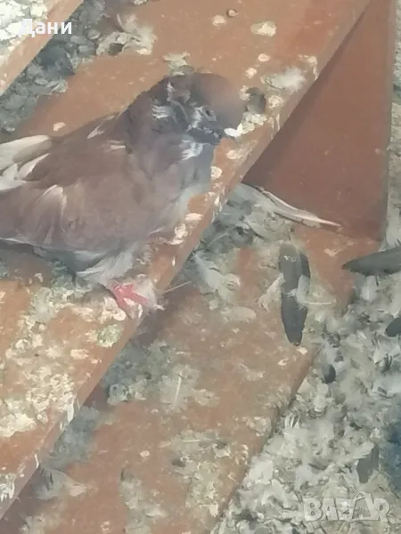 китайска чайка мъжка, снимка 1