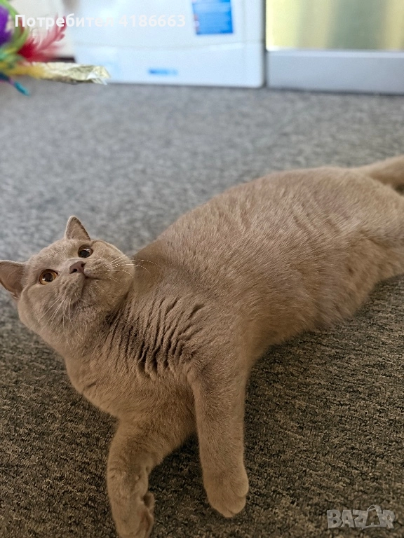 Късокосмест британец за разплод, снимка 1