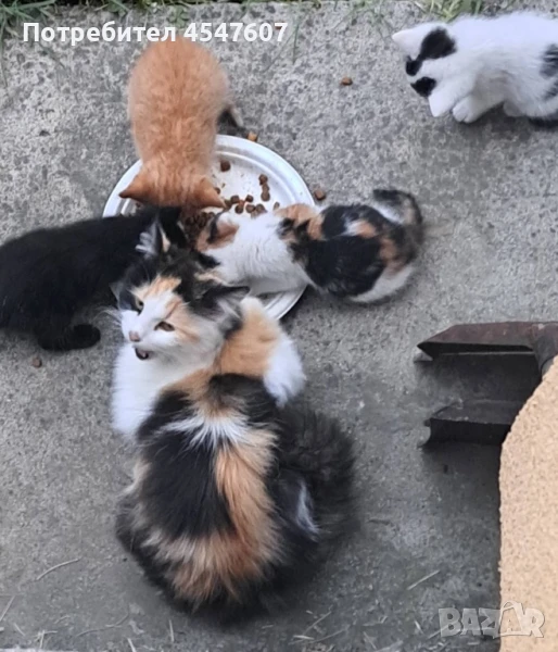 Подаряваме малки котенца, снимка 1