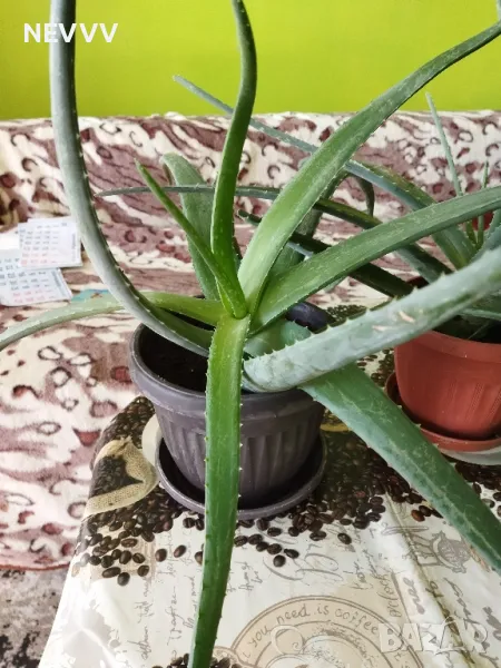 Алое лечебно растение, снимка 1