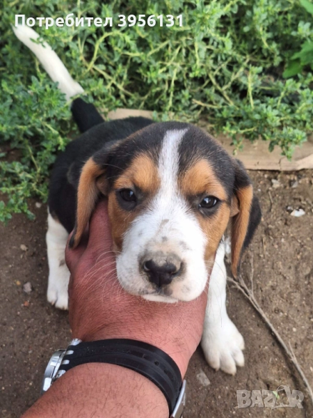 Продава се бигъл, снимка 1