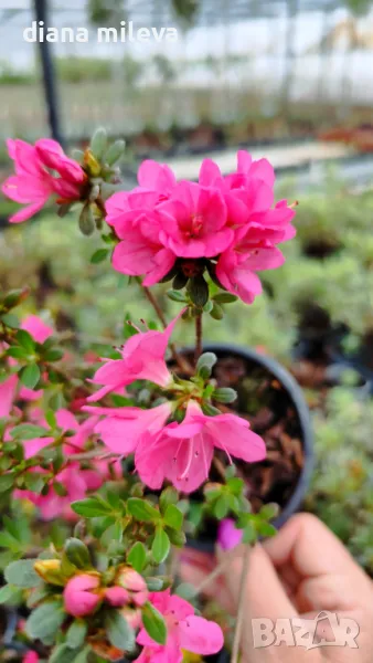 Азалия Ане Франк, Azalea Japonica Anne Frank, снимка 1