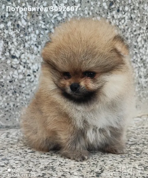 Померан момче , снимка 1